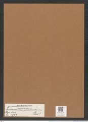 Triceratium productum Grev. (de-Toni-Nr.: Genus 140, Species 3966) Zeichnungen Sammlung Grunow Mappe 03967 (Herbarium_W_Grunow_drawings_Folder_03967)